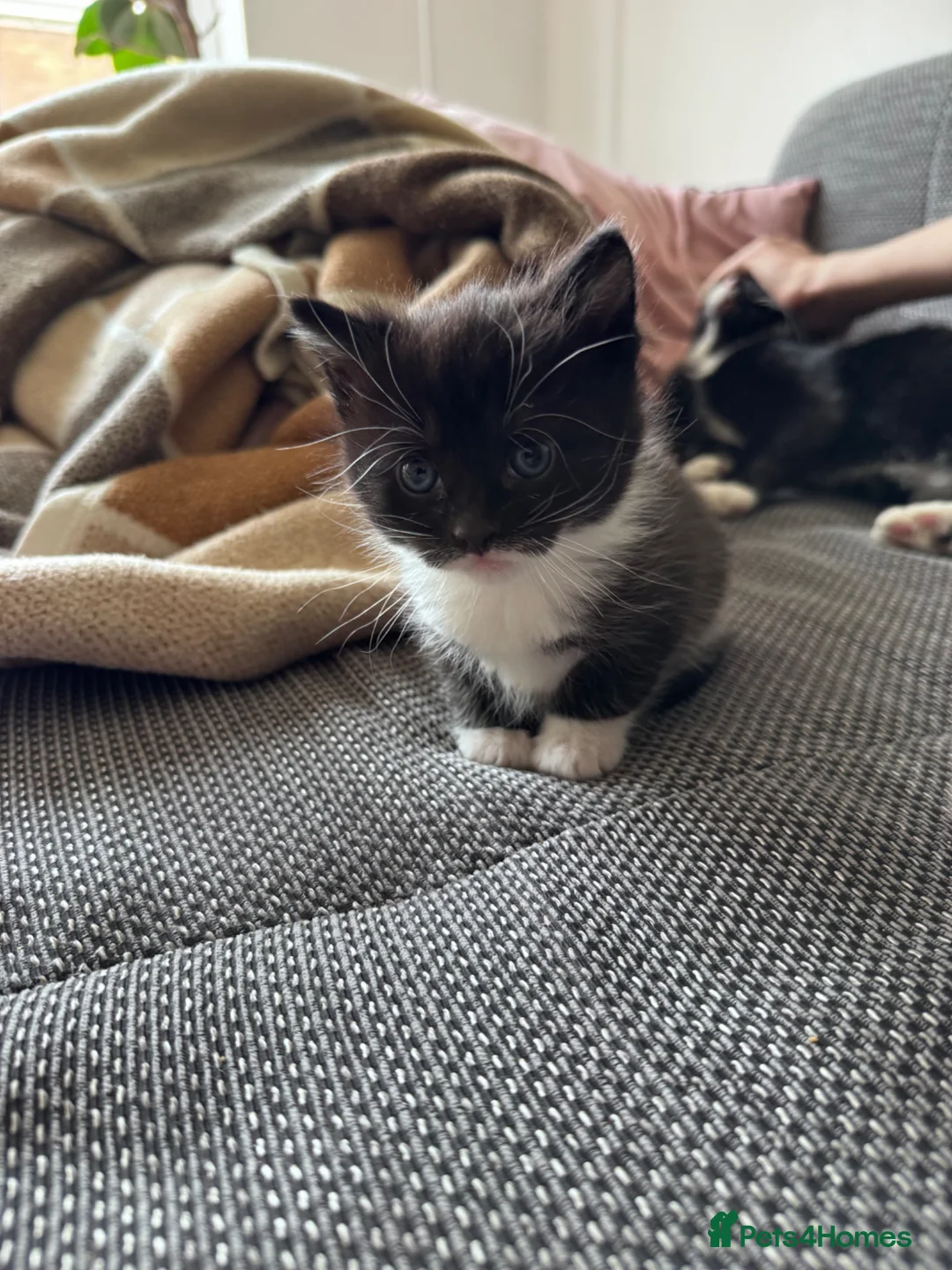 Mixed Breed cats for sale: 3 beautiful kittens for sale  - Advert 10