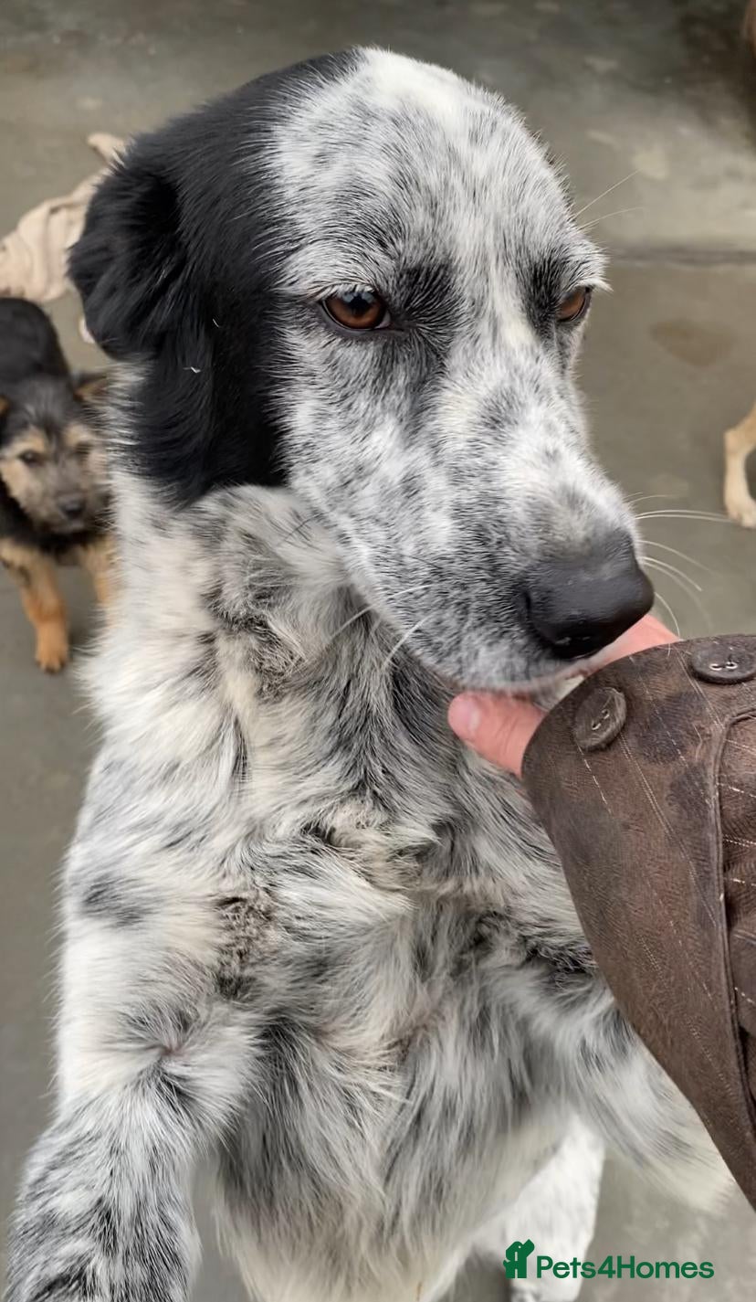 Mixed Breed dogs Spot, 2 yrs approx. Available for adoption. - Advert 2