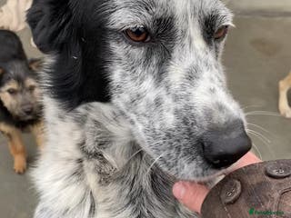 Mixed Breed dogs Spot, 2 yrs approx. Reserved STC . - Advert 21