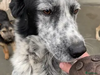 Mixed Breed dogs Spot, 2 yrs approx. Reserved STC . - Advert 24