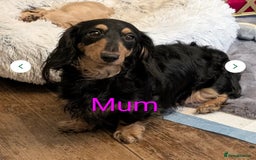 Miniature Dachshund dogs for sale:  Exquisite Long Coat Cream & Black & Tan Babies - Image 8