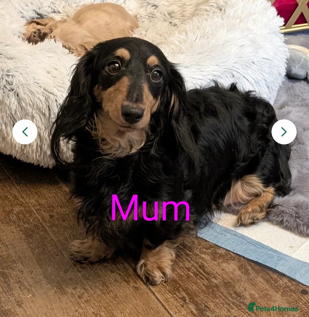 Miniature Dachshund dogs for sale:  Exquisite Long Coat Cream & Black & Tan Babies - Image 8