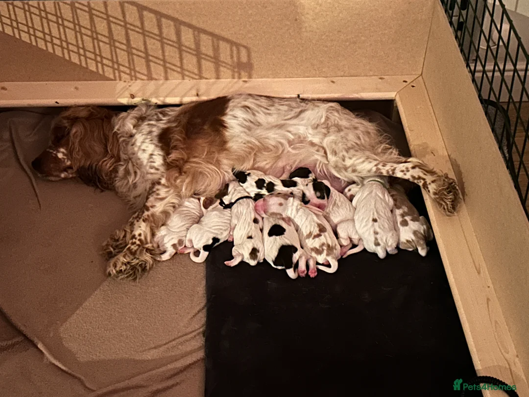 Sprocker dogs for sale: Sprocker Spaniel Puppies - Advert 9