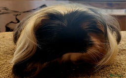Guinea Pig rodents for sale: Sheltie Boar - Image 3