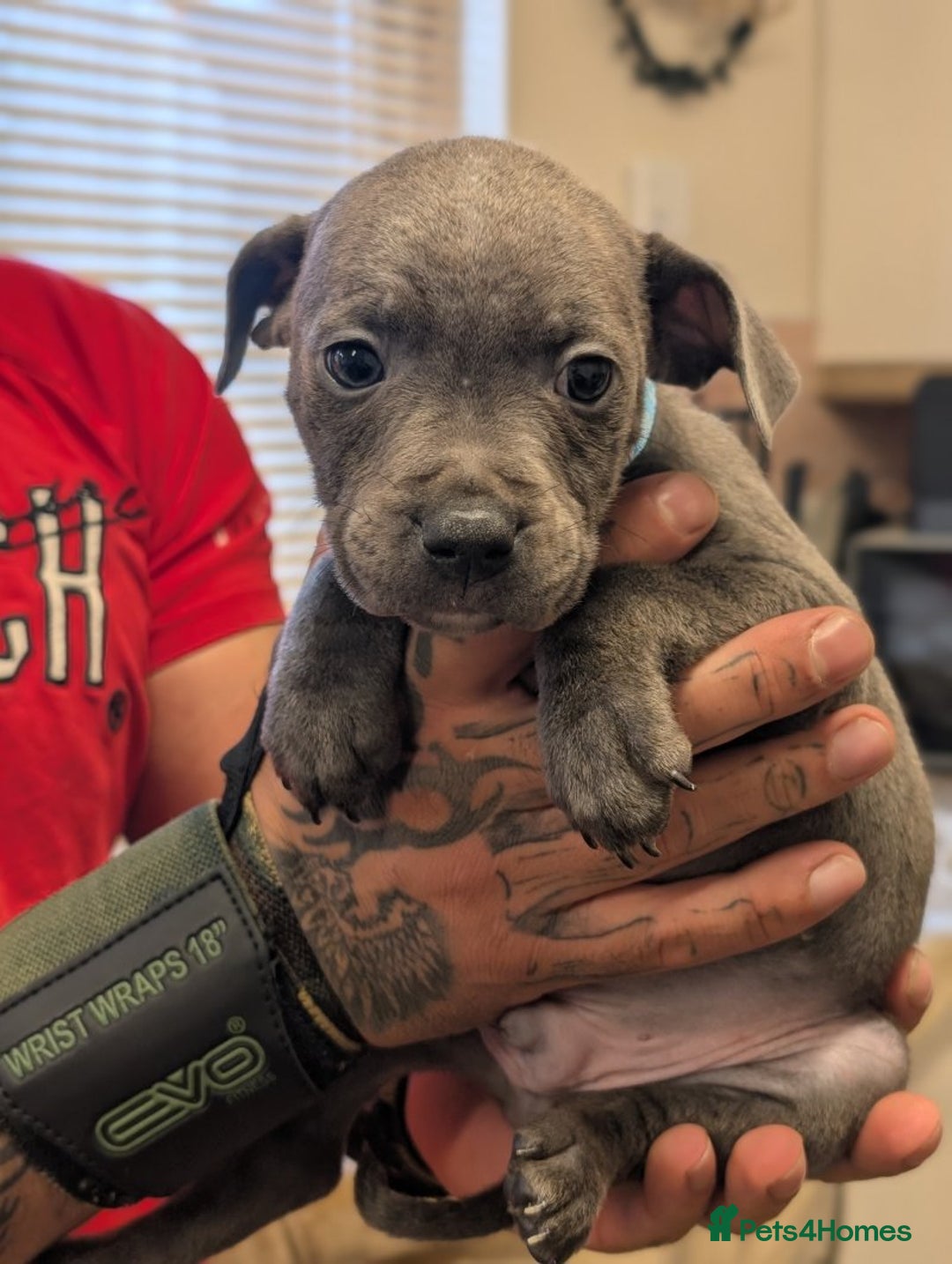 Staffordshire Bull Terrier dogs for sale: Playful Blue staffs Pups - Image 10