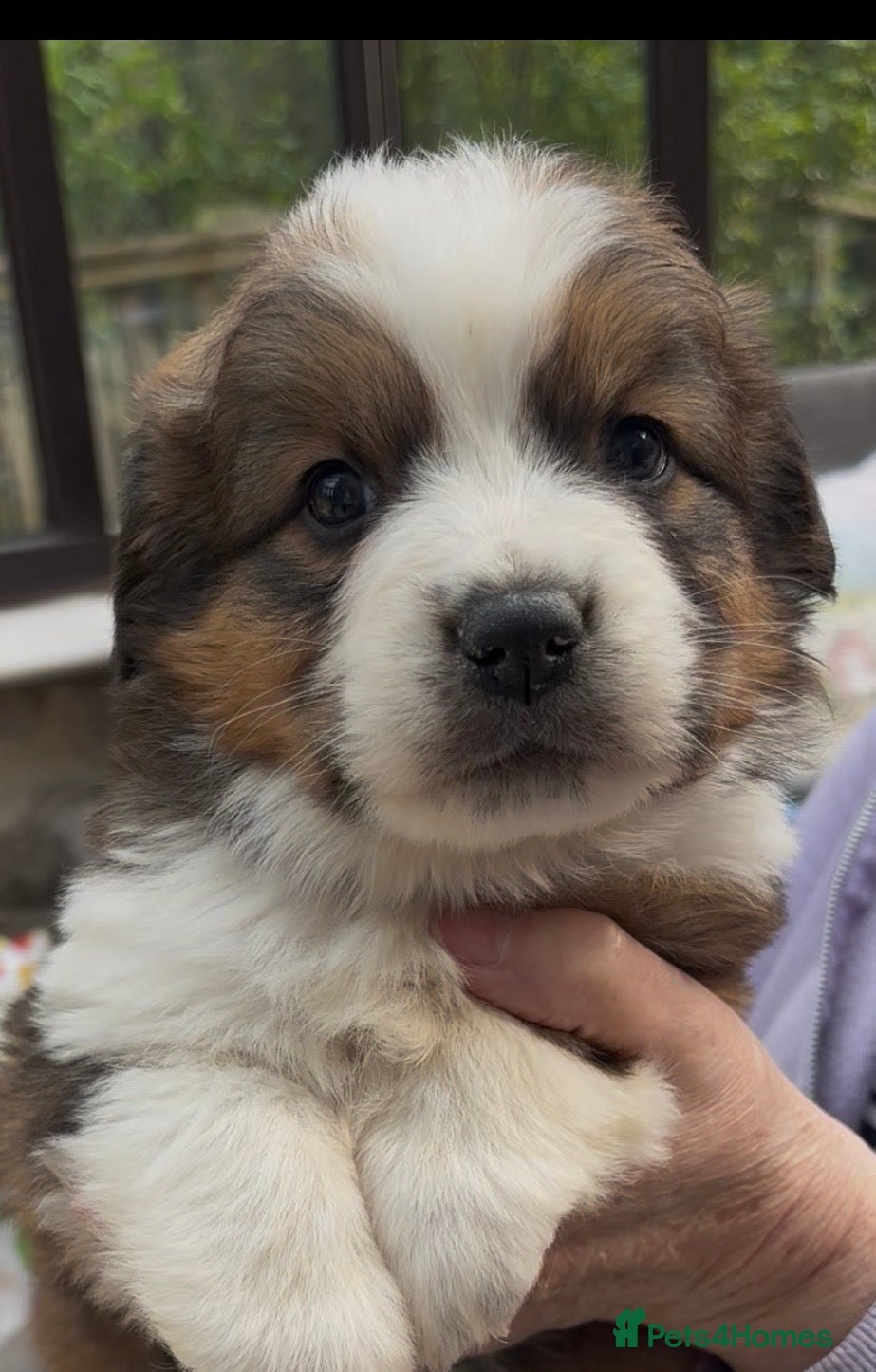 Saint Bernard dogs **Only 1 Boy left*- Stunning Saint Bernese puppies - Advert 2