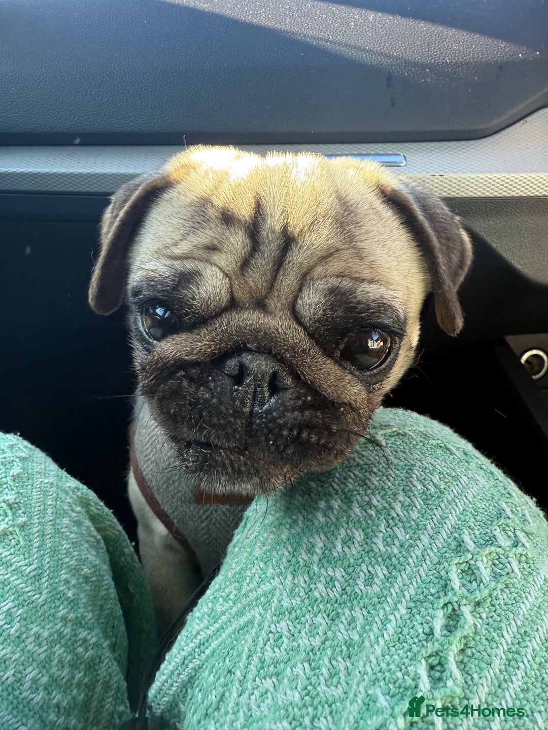 Pug dogs for sale: Beautiful pug - Advert 9