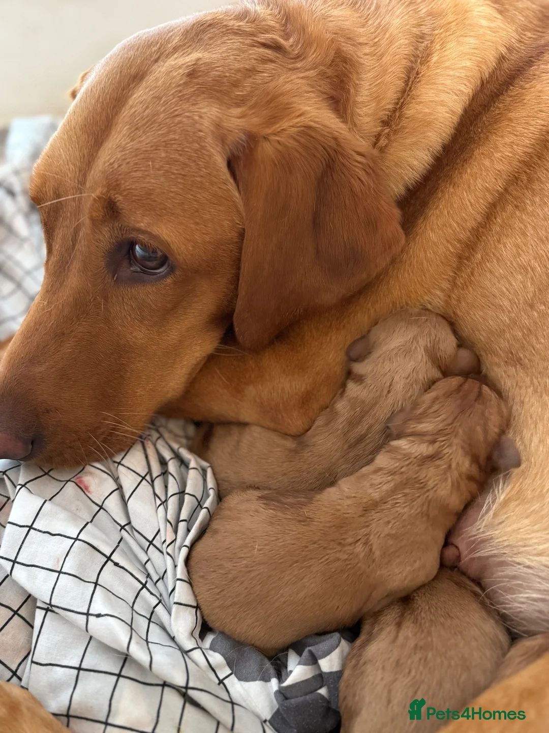 Labrador Retriever dogs for sale: Golden Labradors puppies  - Advert 2