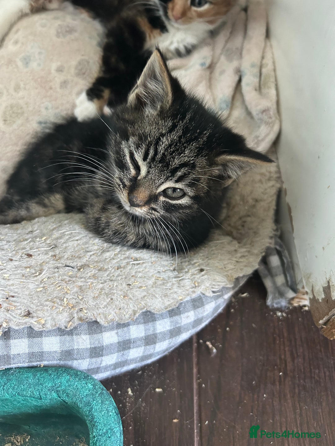 Mixed Breed cats for sale: Three beautiful kittens - Advert 2