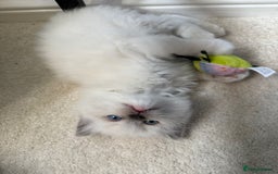 Ragdoll cats for sale:  gccf blue mitted girl champion lines 1 left  - Image 3