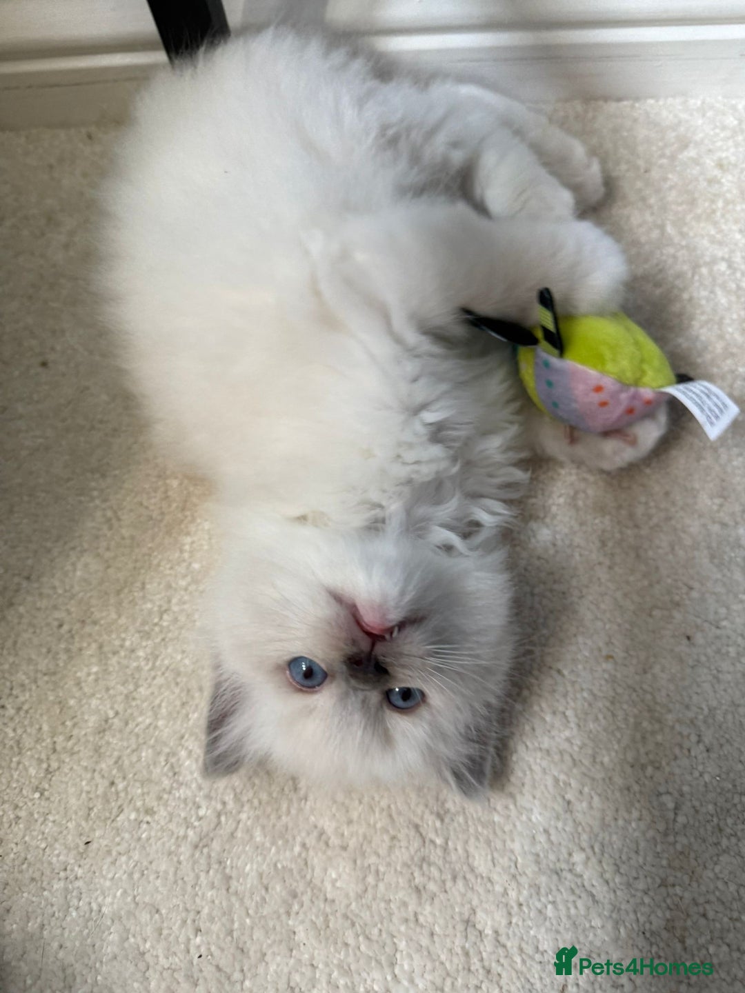 Ragdoll cats for sale:  gccf blue mitted girl champion lines 1 left  - Image 3