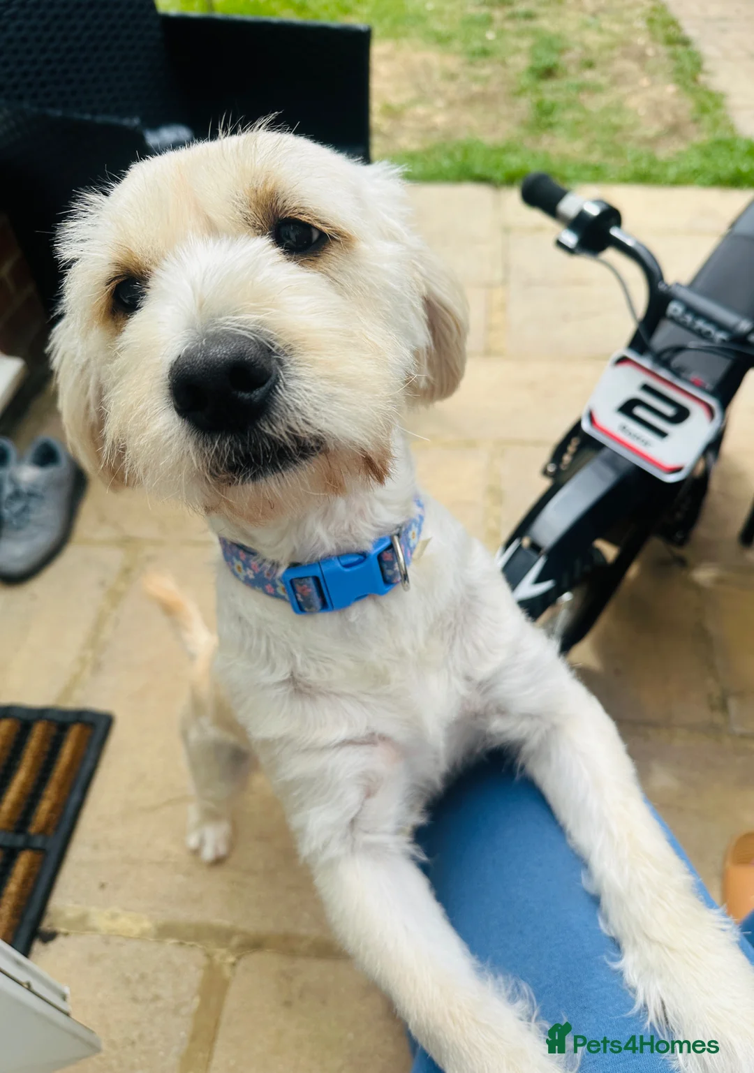 Mixed Breed dogs for sale: Luna - A Beautiful Labrador Mix in Ruislip - Advert 2