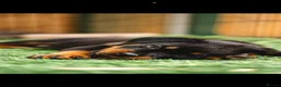 Rottweiler dogs for sale: 🐾 KC Registered Rottweiler Puppies for sale in Huddersfield - Advert 6
