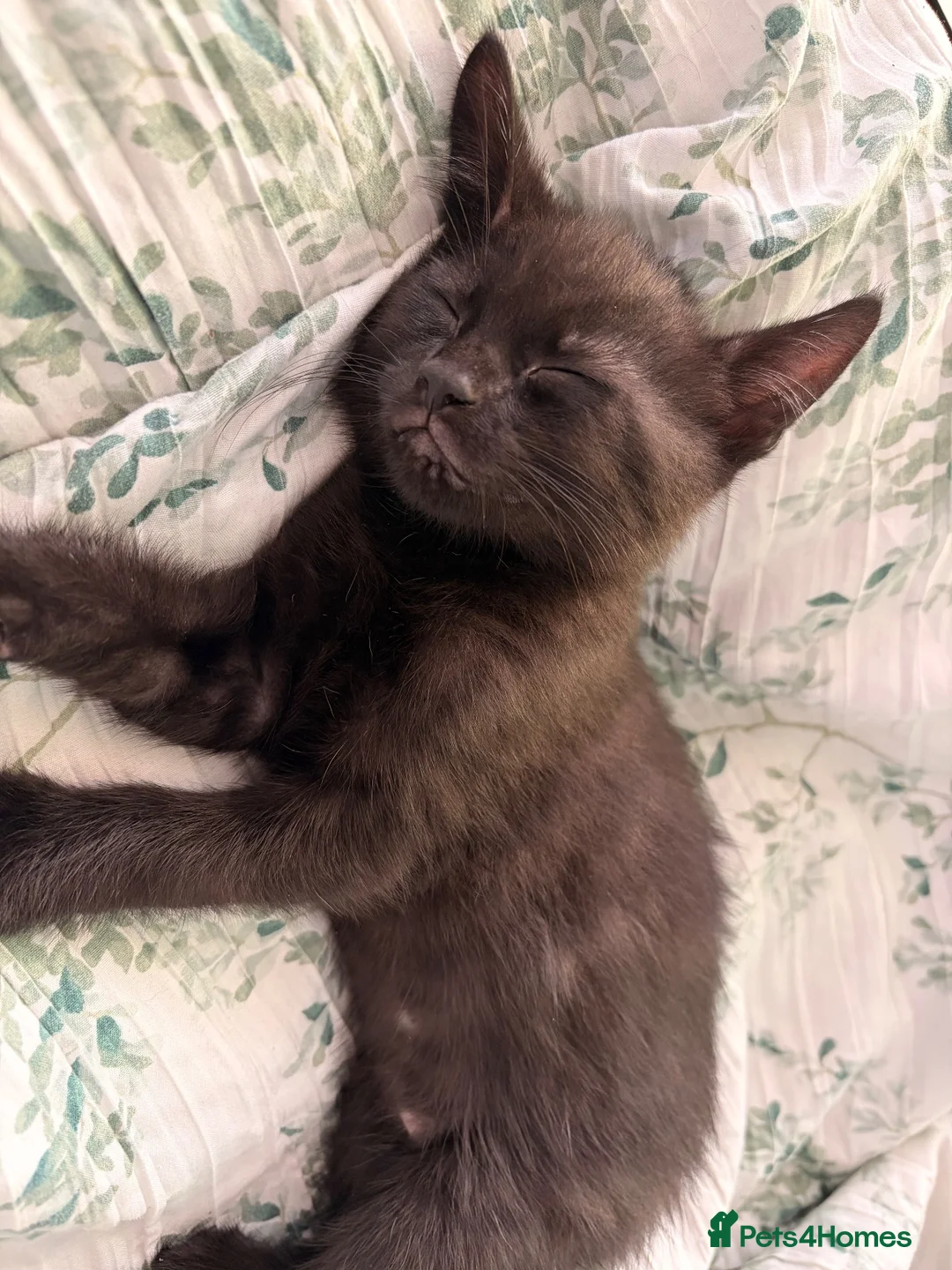 British Shorthair cats for sale: Kittens ready to be homed - Advert 25