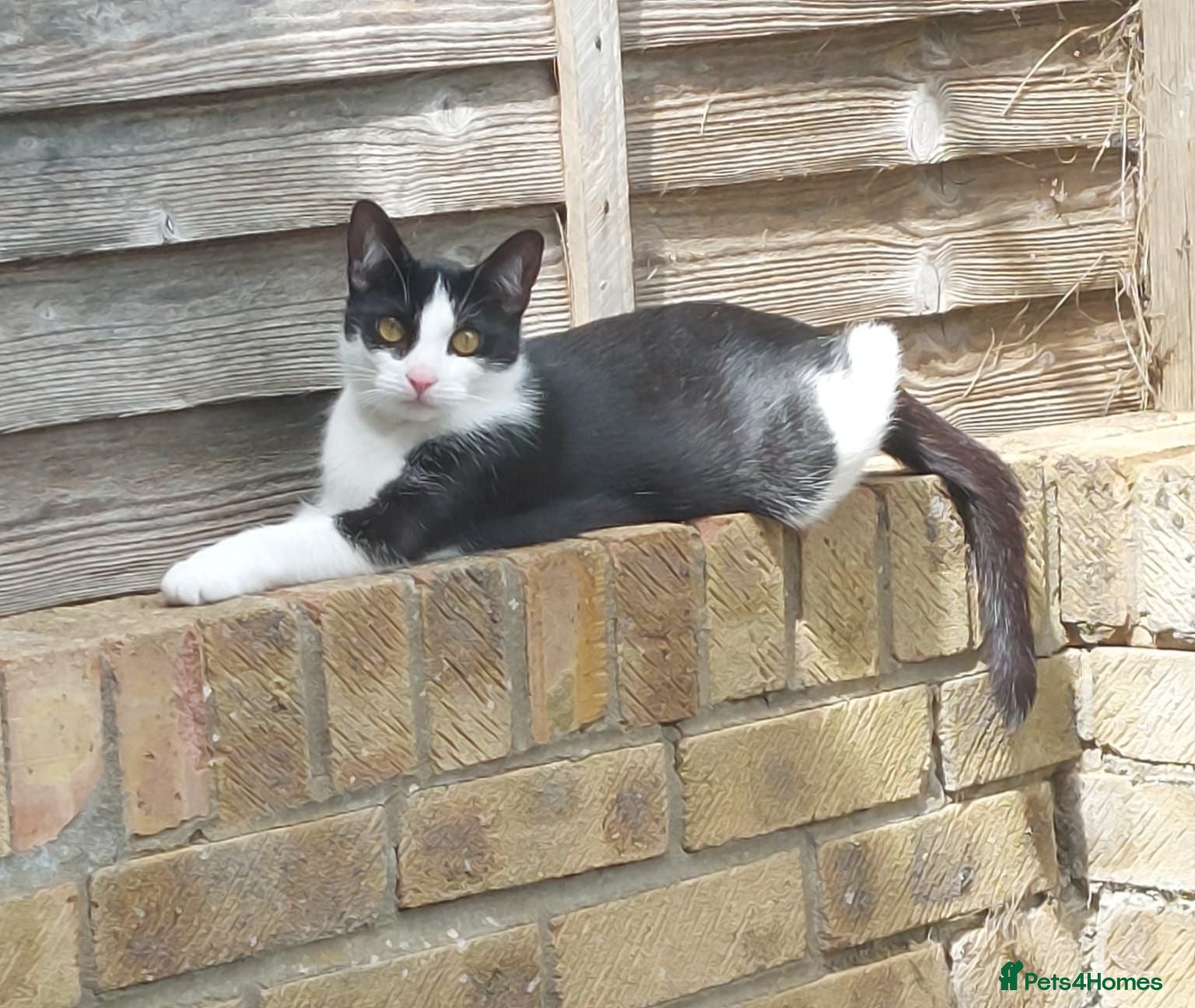 Mixed Breed cats Rescue cats for adoption - Advert 2