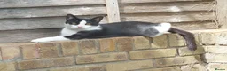 Mixed Breed cats for adoption: Rescue cats for adoption - Advert 1