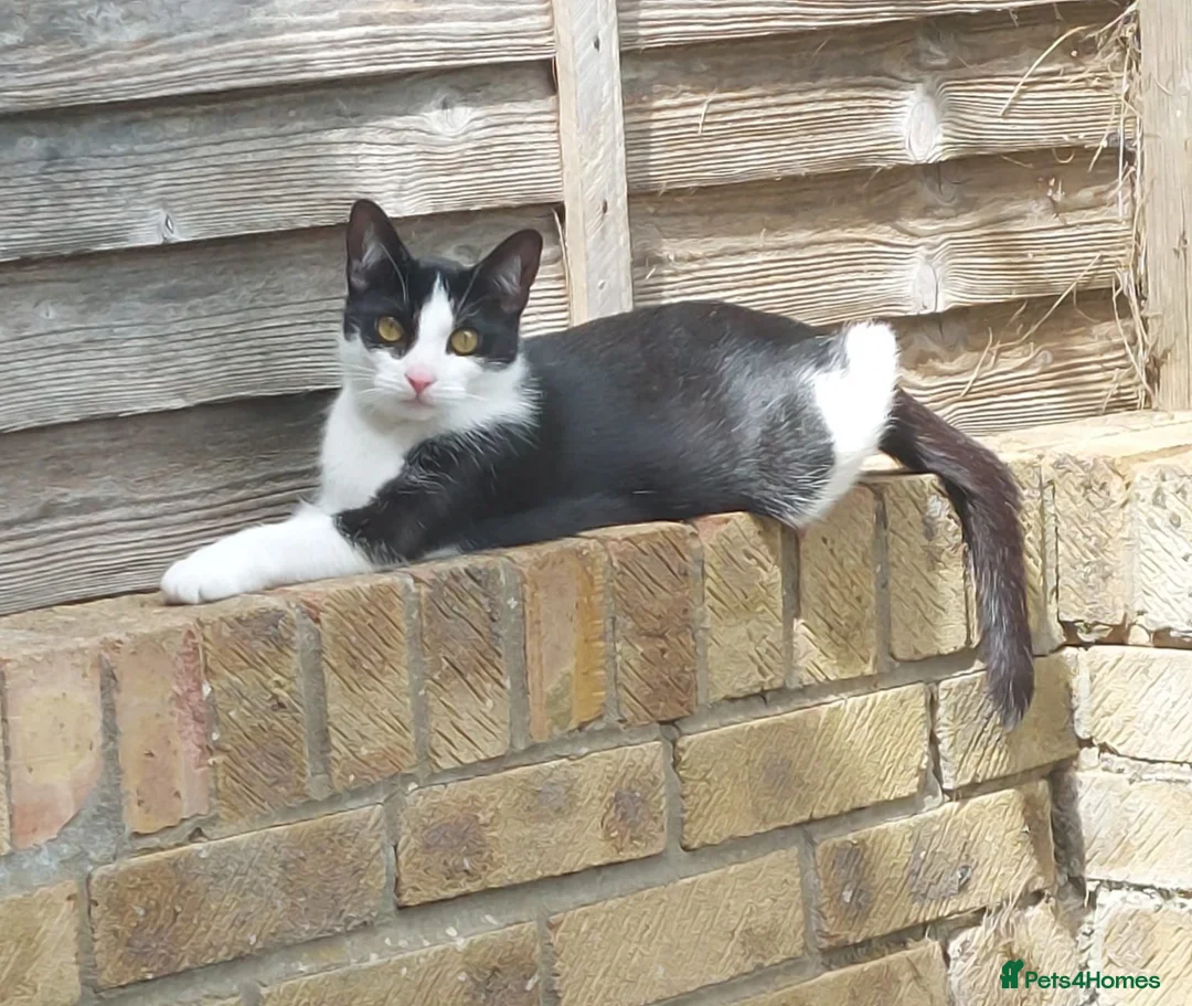 Mixed Breed cats for adoption: Rescue cats for adoption - Advert 1