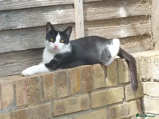 Mixed Breed cats Rescue cats for adoption - Advert 2