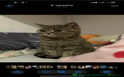 British Shorthair cats for sale: British short hair tabby coat  - Image 5