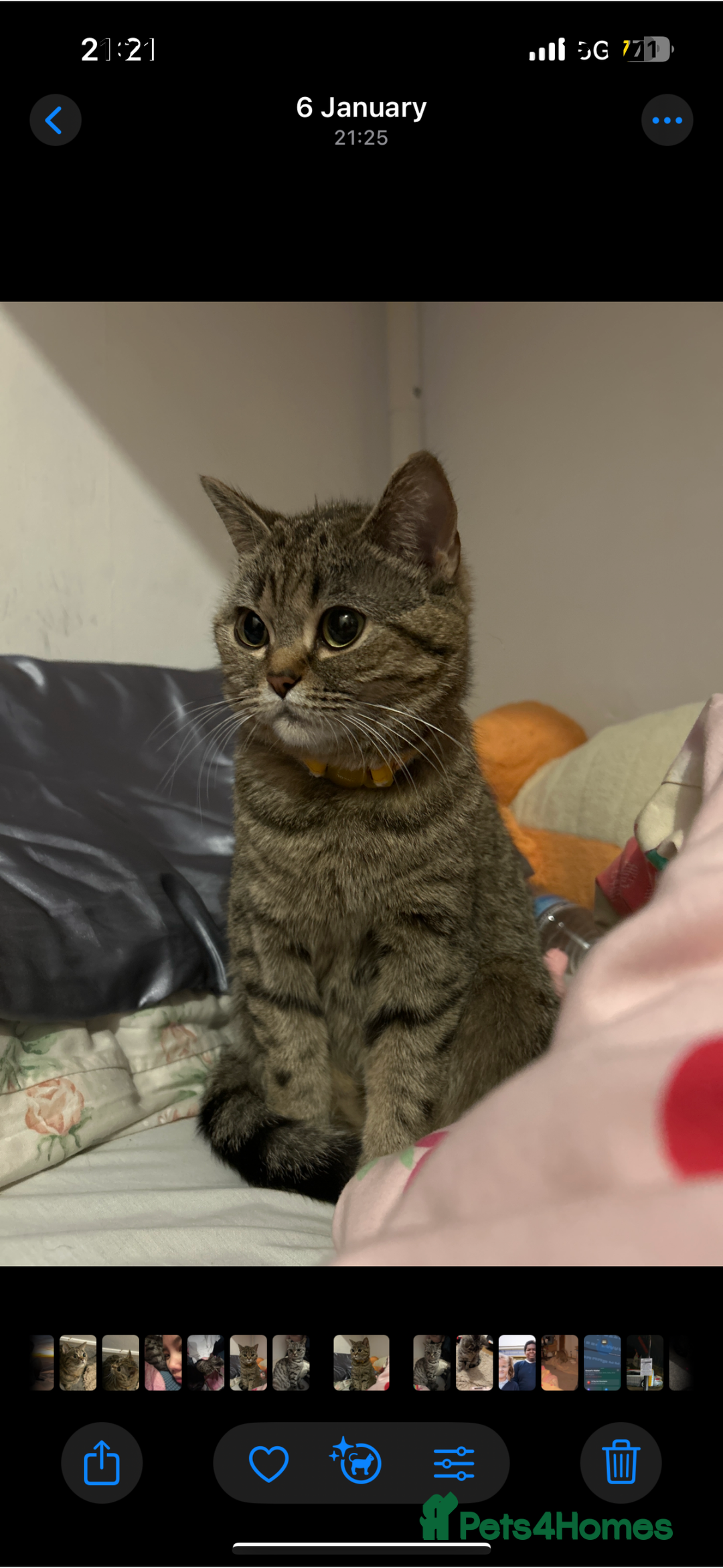 British Shorthair cats for sale: British short hair tabby coat  - Image 5