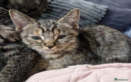 Ragdoll cats for sale: Ragdoll cross - Image 37