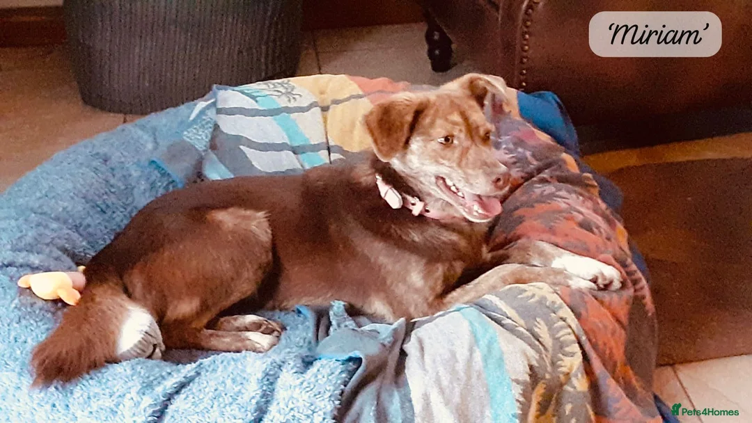 Mixed Breed dogs for adoption: Miriam, 14 months approx. Available for adoption.. - Advert 25