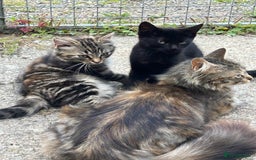 Mixed Breed cats for sale: Two Female 5 month old Kittens Mainecoon mix - Image 2