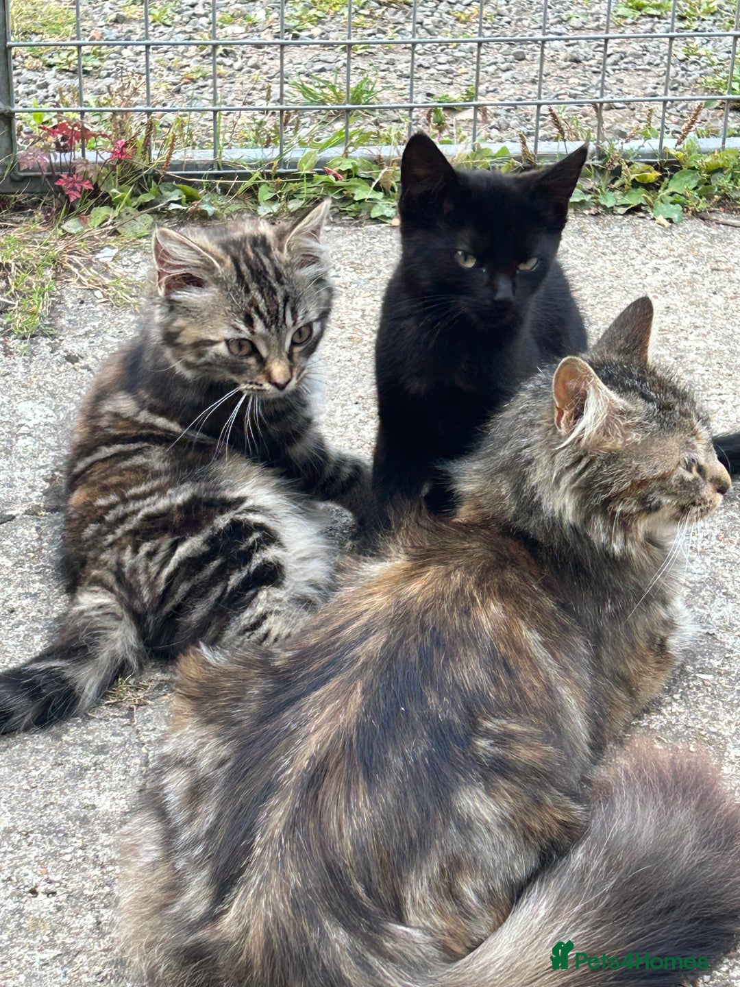 Mixed Breed cats for sale: Two Female 5 month old Kittens Mainecoon mix - Image 2