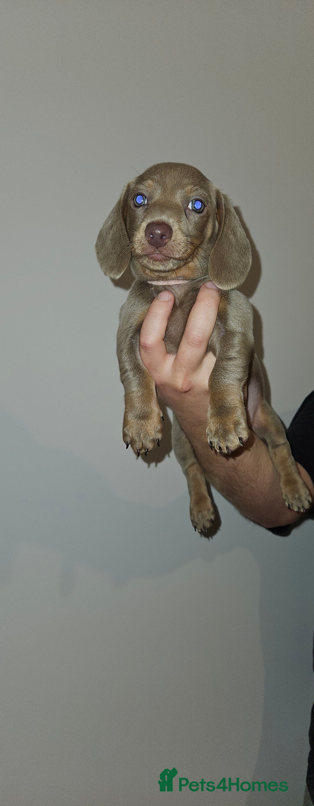 Miniature Dachshund dogs for sale: Silver and Tan Miniature Dachshunds  - Image 19