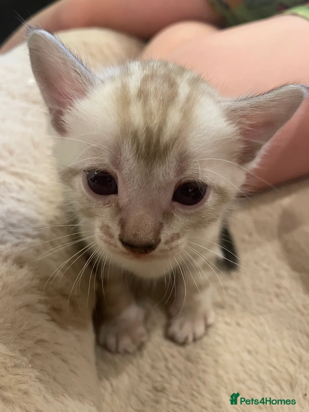 Bengal cats for sale: Gorgeous TICA Registered Bengal Kittens - Advert 1