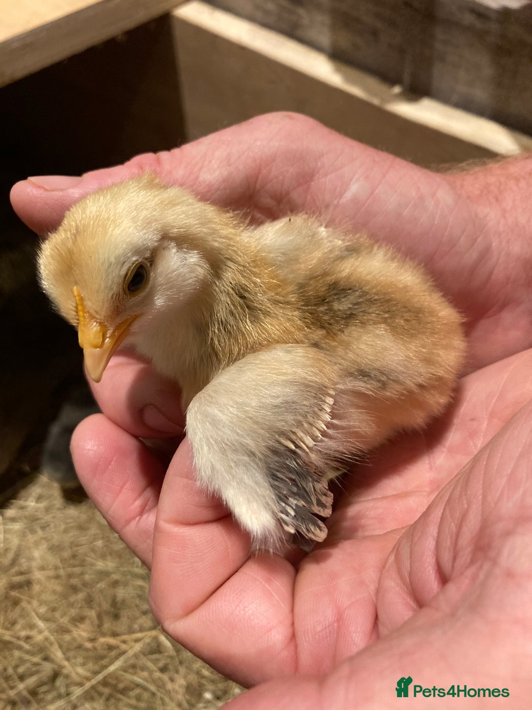 Chickens poultry for sale: Female Legbar chicks  - Image 2