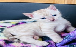 Bengal cats for sale: TICA Reg Bengal Kittens - Ready next month 🐾 - Image 31