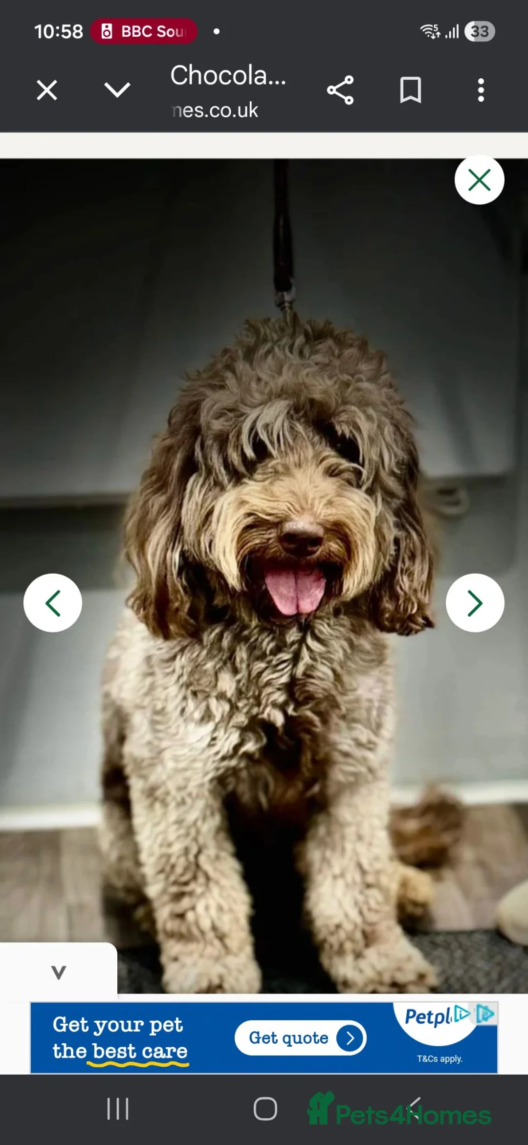 Cockapoo dogs for sale: F2 Cockapoo Puppies  PRA CLEAR - Advert 9