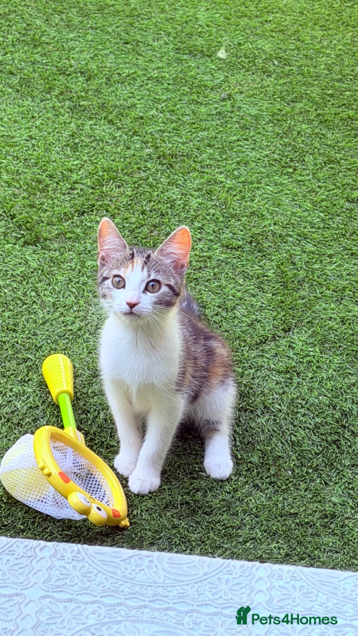 Mixed Breed cats 🩵Only Serious Buyers🩵No Deposit 🩵 - Advert 7