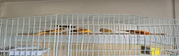 Canaries birds for sale: Harlequin canarys  - Advert 2