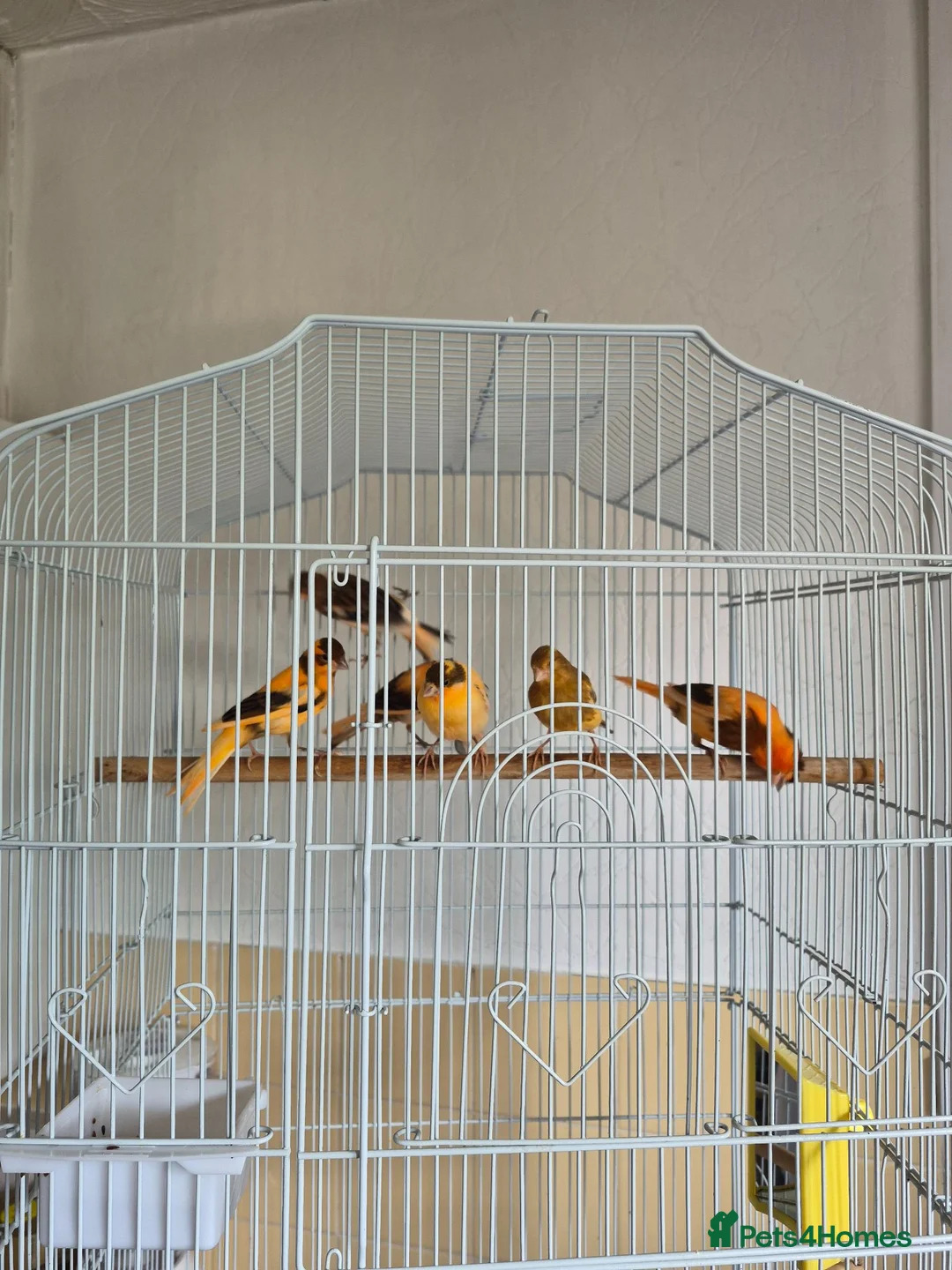 Canaries birds for sale: Harlequin canarys  - Advert 2