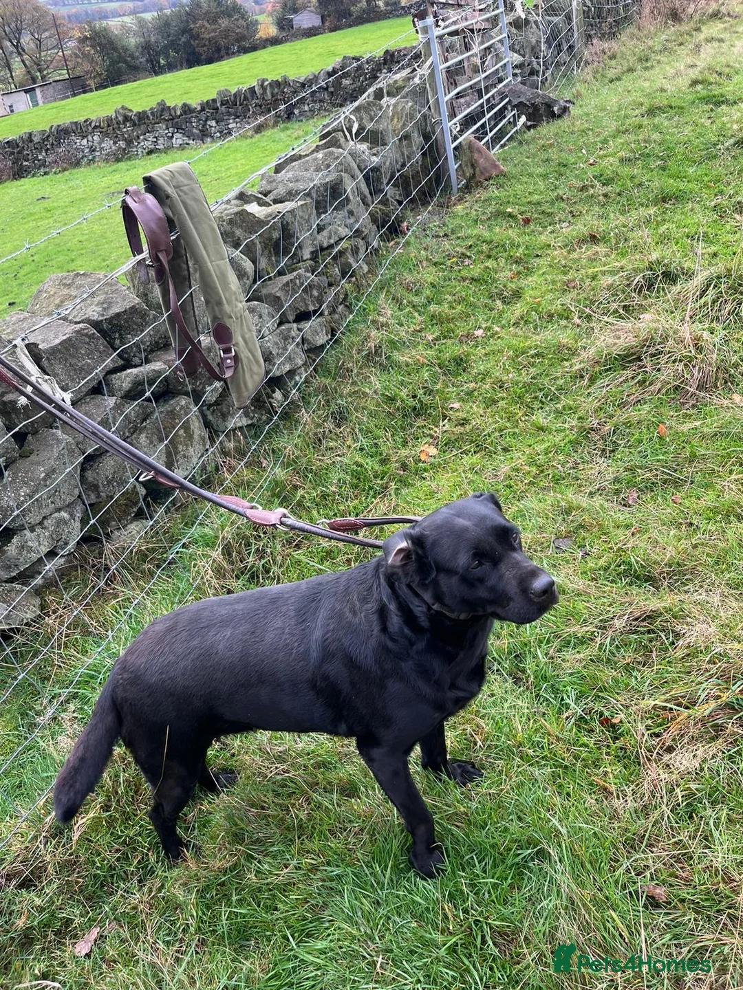 Mixed Breed dogs for sale: Adorable rotadors  - Advert 2