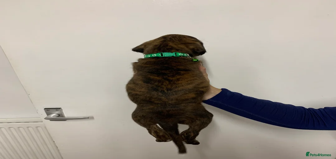 Gallery Image {{count}}