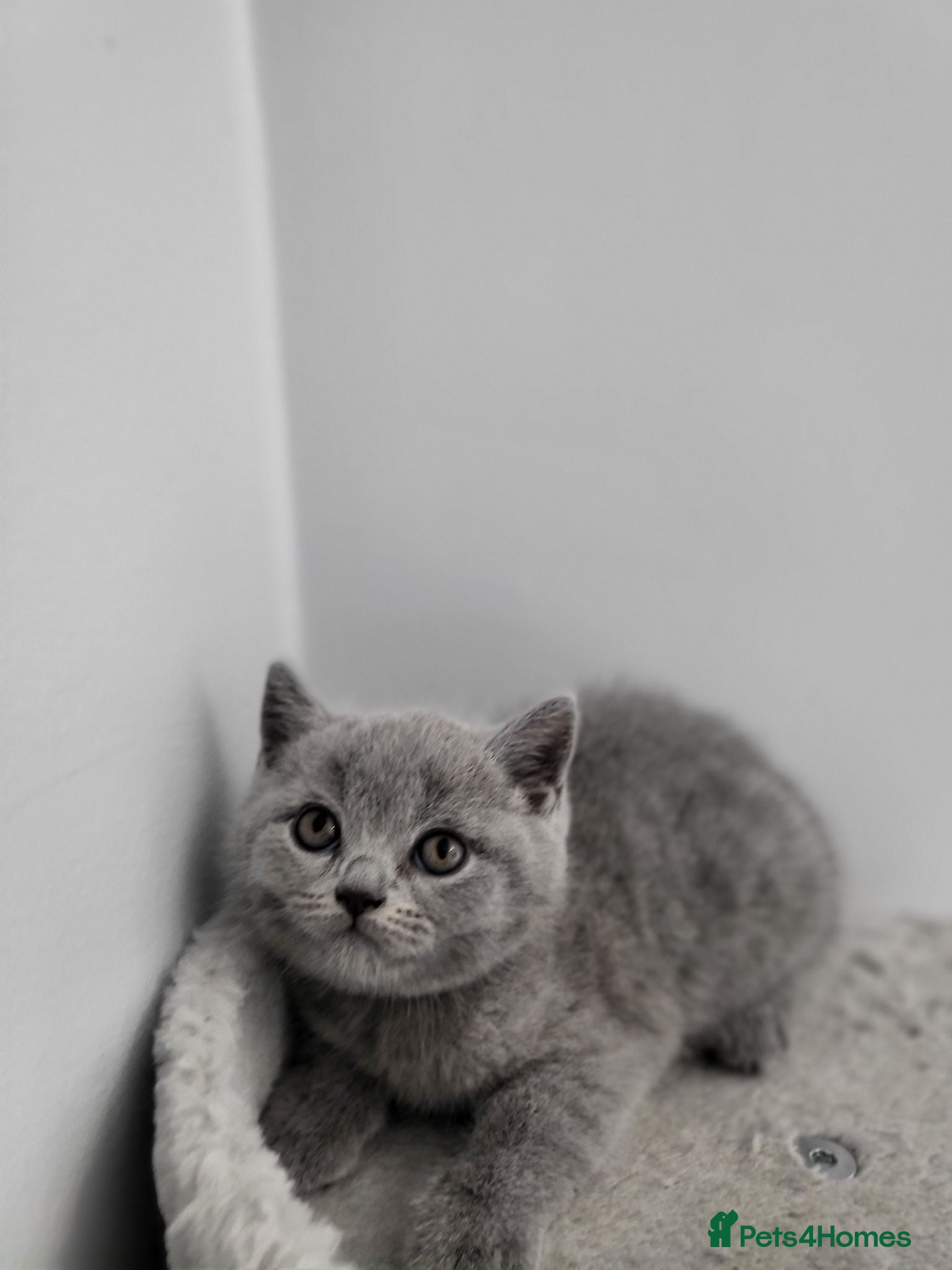 British Shorthair cats Adorable British shorthair kittens - Ready now 😻 - Advert 1