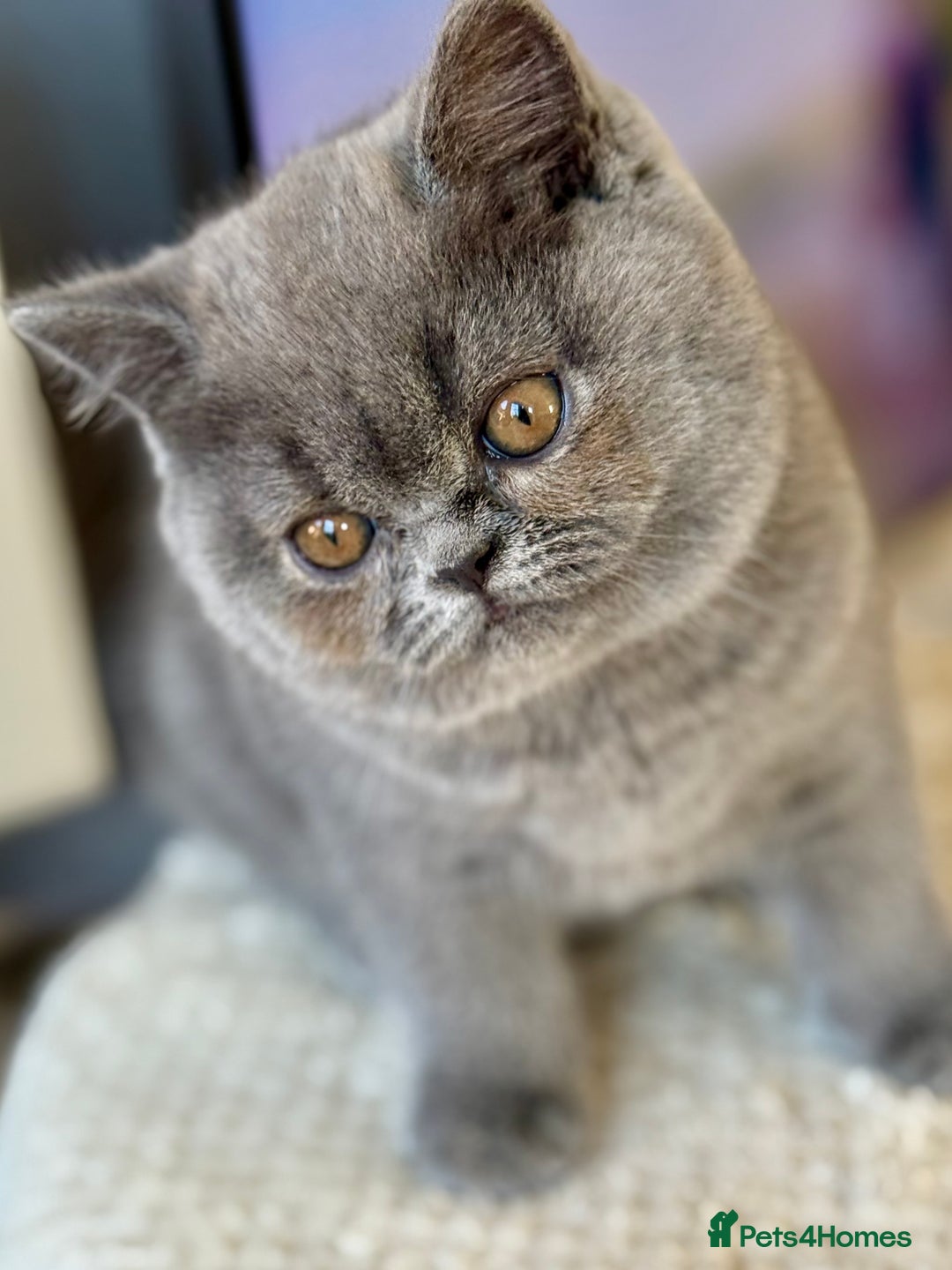 British Shorthair cats for sale: 3 Beautiful boys❤️❤️❤️ - Advert 3