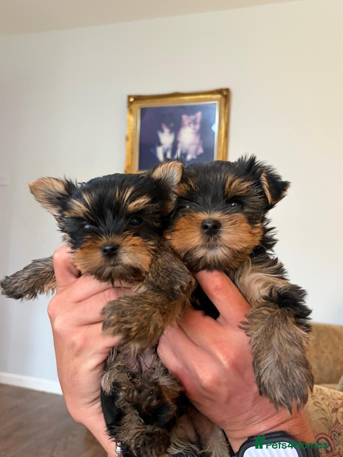 Yorkshire Terrier dogs Two Beautiful Kennel Club Registered Puppies - Advert 2