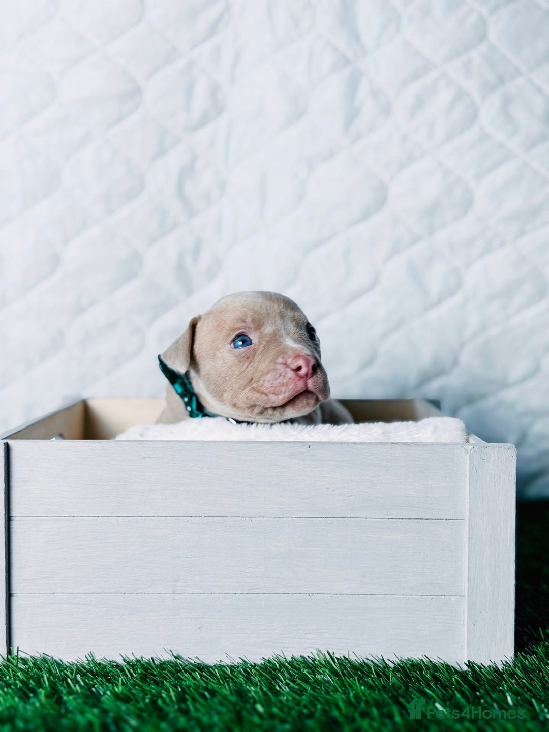 American Bully dogs for sale:  Bully x Staffie pups (2 Boys left) - Advert 32