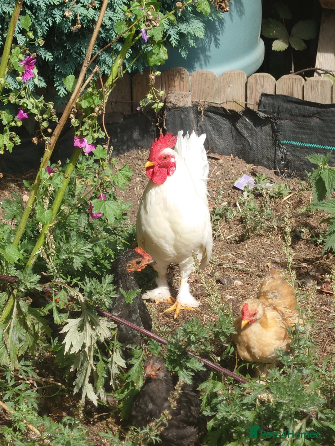 Chickens poultry for sale: WHITE PEKIN BANTAM COCKEREL - Image 3