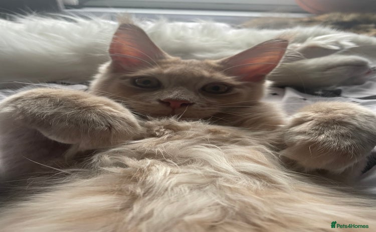 Maine Coon cats - Advert 13