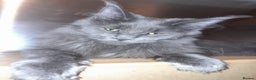 Maine Coon cats for sale: Polydactyl SolidBlue/BlackSilver Girls Maine Coon - Advert 27