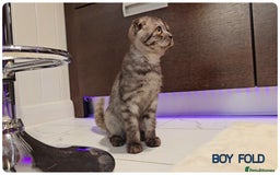 British Shorthair cats for sale: Chocolate Brown British Blue and Grey Fold Boys - Image 6