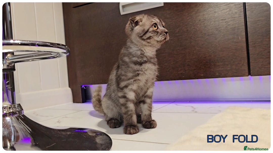British Shorthair cats for sale: Chocolate Brown British Blue and Grey Fold Boys - Image 6