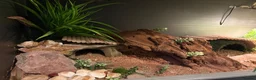 Leopard Gecko reptiles for sale: Beautiful Leopard Geko & Full set up - Advert 4