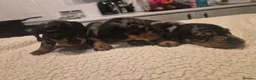 Miniature Dachshund dogs for sale: Beautiful miniature dachshund ❤️ 3 boys 1 girl  - Advert 16