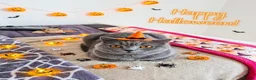 Brazilian Shorthair cats for sale: Pedigree British Shorthair kittens for sale  - Advert 3